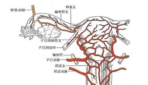 宫颈妊娠诊断标准 宫颈妊娠有哪些症状影响